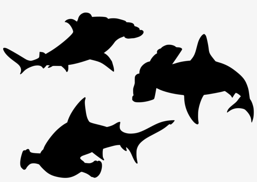 Download Png - Shark, transparent png download