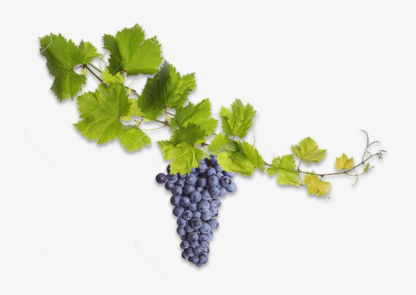 Our Approach To Winemaking, Careful And Passionate, - Illustration, transparent png download