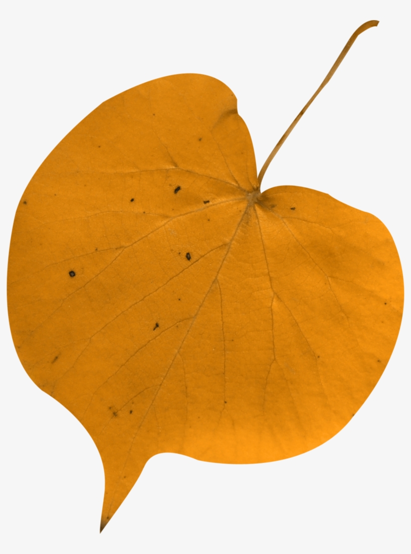 🍁aυƭυmຖ🍁 Autumn Leaves, Fall Leaves, Autumn Leaf - Autumn, transparent png download
