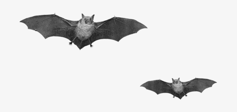 Download Bat Duo Png Images Background - Real Bats Png, transparent png download