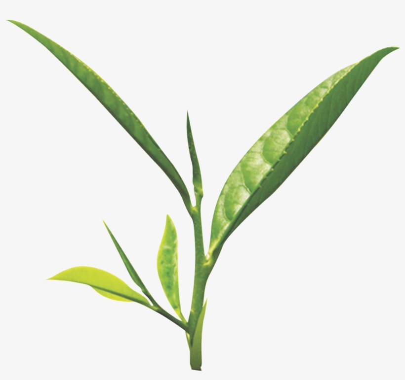 Tea Leaf Png - Green Tea Leaf Png, transparent png download