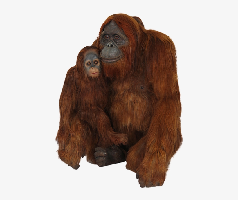 Orangutan Png, Download Png Image With Transparent - Orangutan Png, transparent png download