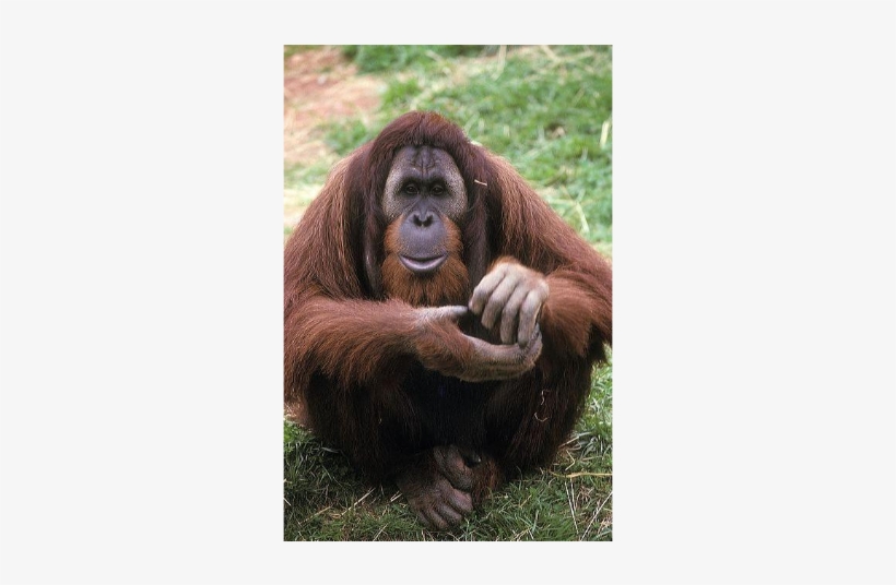 Azy, The Escape Artist - Orangutan, transparent png download