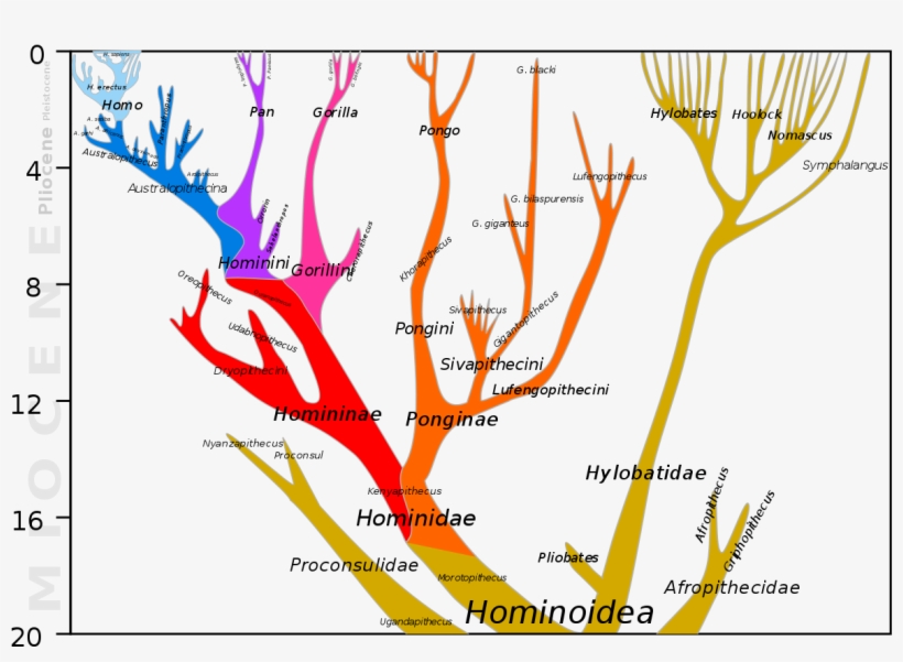 Orangutan Human Last Common Ancestor - Common Ancestor Gibbon, transparent png download