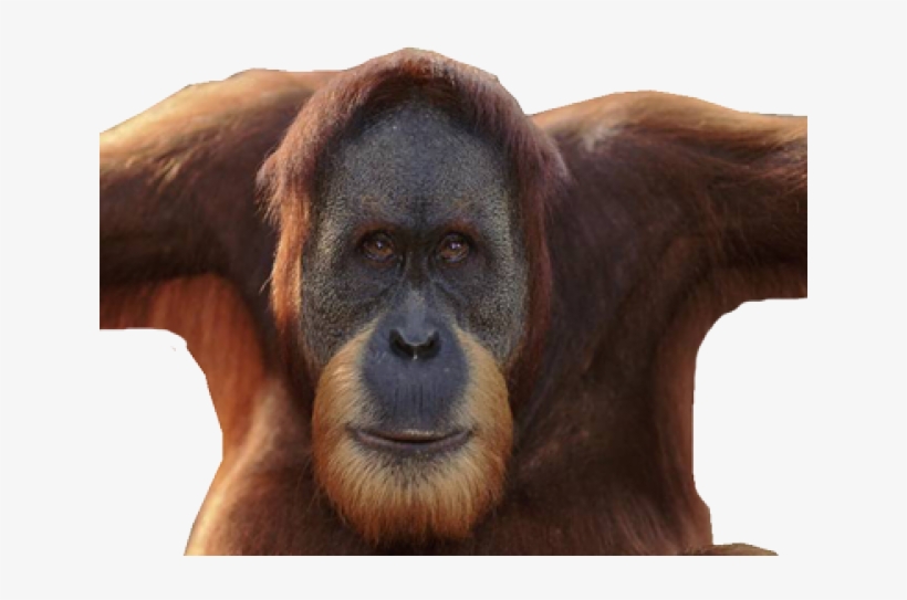 Orangutan Clipart Icon - Orang Utan, transparent png download