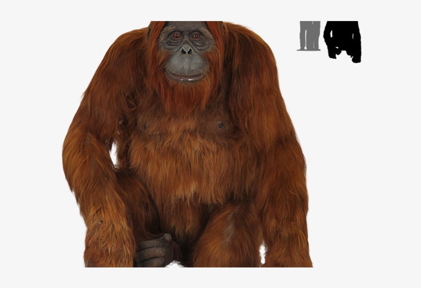 Orangutan Clipart Transparent - Monkey, transparent png download