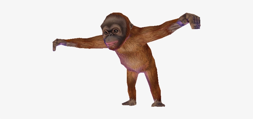 Download Zip Archive - New World Monkey, transparent png download