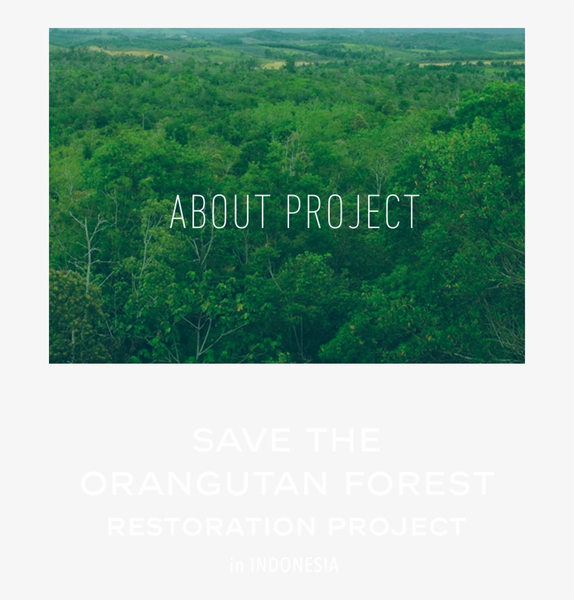 The Massive Forest Fires In Indonesia In 2015 Burned - Grass, transparent png download