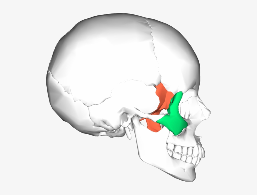 Sphenoid Bone And Zygomatic Bone - Sphenoid And Zygomatic Bone, transparent png download
