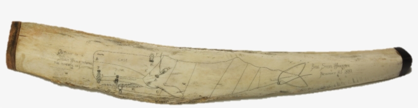 Artifact Spotlight Whale Bone - Wood, transparent png download