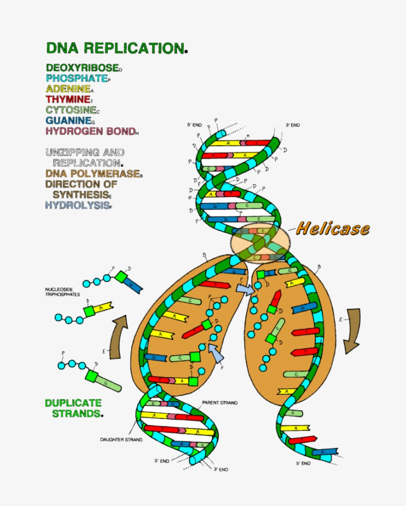 Dna Replication Coloring Worksheet Educational Worksheet