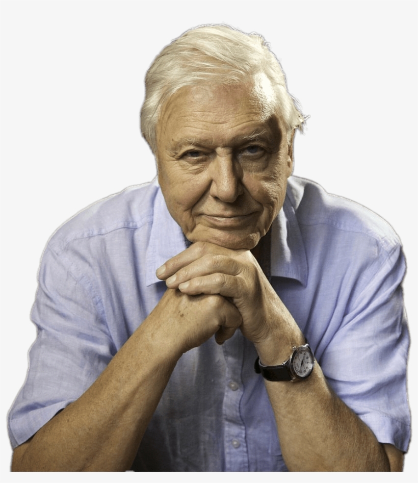 David Attenborough Sitting - David Attenborough Bees Quote, transparent png download