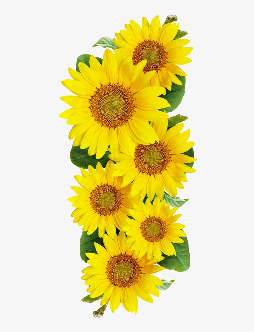 Free Sunflower Images, transparent png download