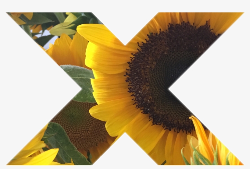 Tumblr Myphoto Sunflower Sticker Gallery Art Interestin - Sunflower, transparent png download