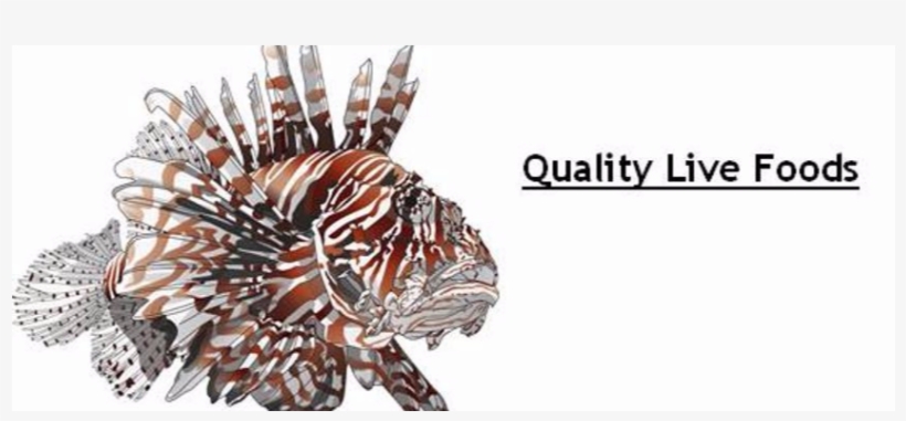 Lionfish-web Live Foods2 - Lionfish, transparent png download