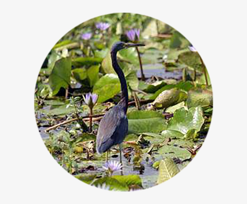 Help Discover Others1 - Little Blue Heron, transparent png download