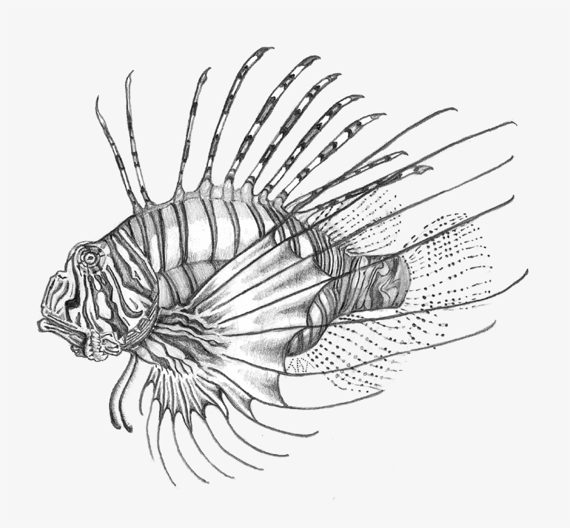 Lionfish, transparent png download
