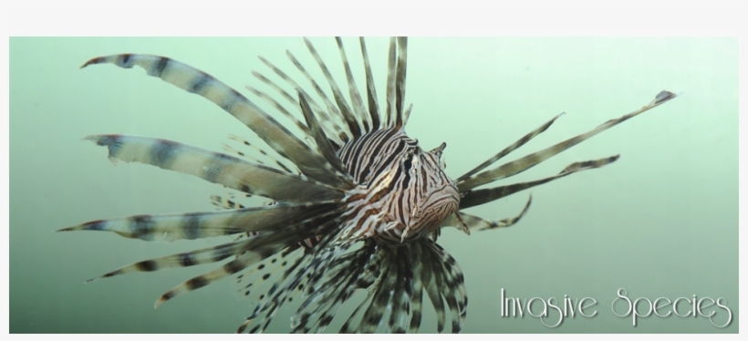 An Error Occurred, transparent png download