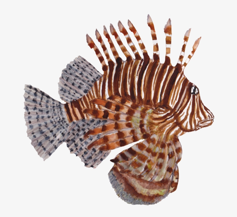 Studies Of Sea Life Drawn In Watercolor Pencils - Lionfish, transparent png download