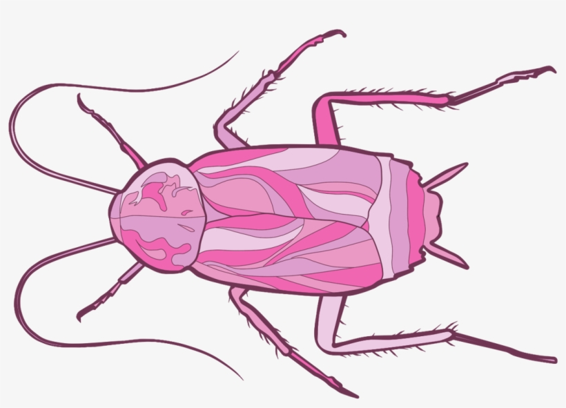 Dung Beetle, transparent png download