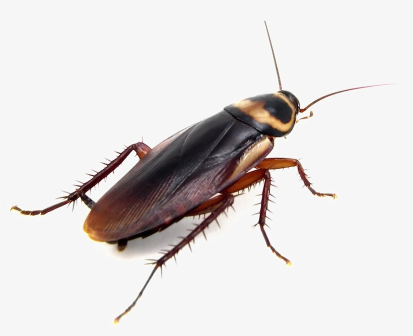 Cockroach Png - Brown Banded Cockroach Roaches, transparent png download