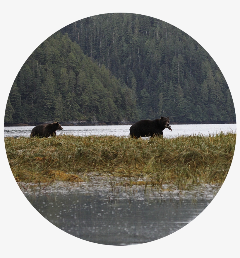 Over 60% Of Grizzly Bears Mortalities Are Due To Human - Bison, transparent png download