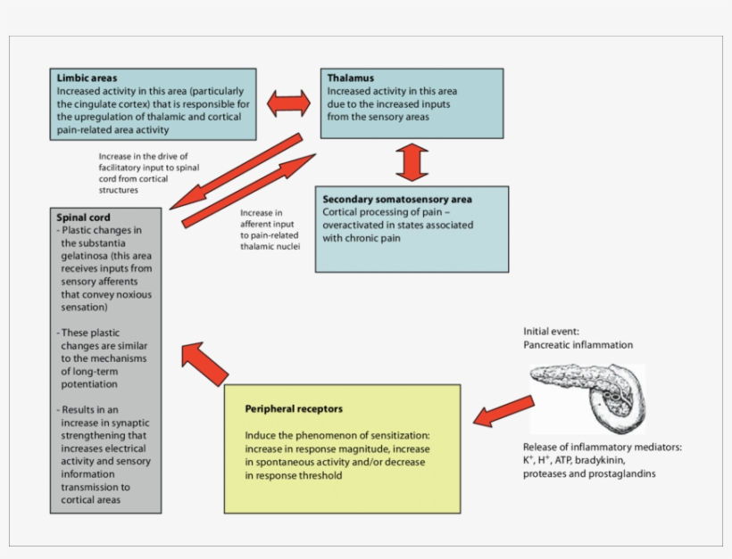 Nervous System Activity Changes That Follow Pancreatic - Diagram, transparent png download