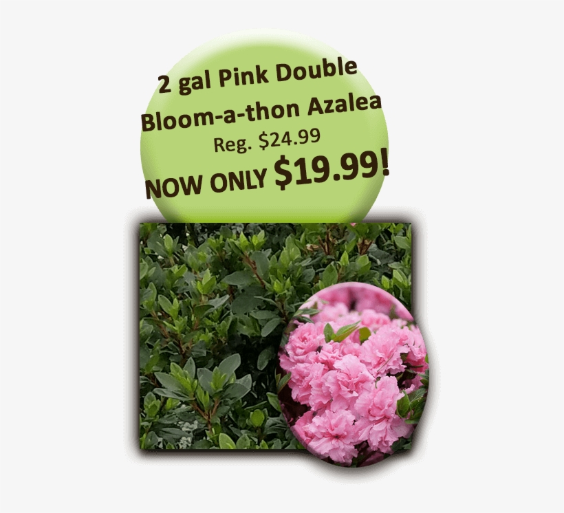 2gal Bloomathon Pink Azalea - Red Clover, transparent png download