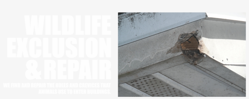 Easton's Slider 2, Wildlife Exclusion, Wildlife Control, - Floor, transparent png download