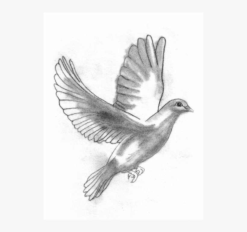 Soy Una Amiga Dijo La Paloma - Sketch, transparent png download