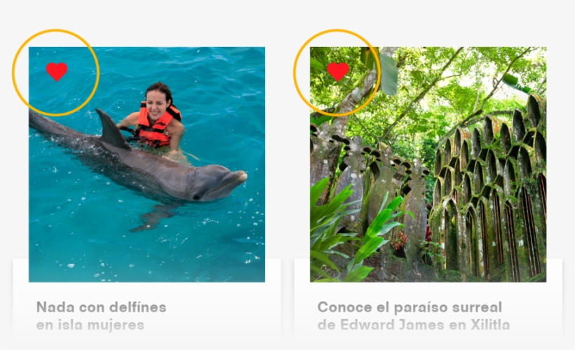 Add Your Favorite Destinations And Activities - Bottlenose Dolphin, transparent png download