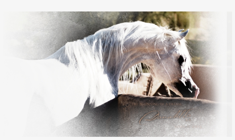 Nestled In Peralta, Nm, Sonrisa Farms Boasts An Extraordinary - Stallion, transparent png download