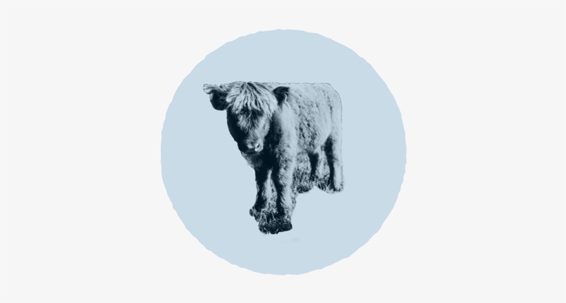 Footer Image - Grizzly Bear, transparent png download