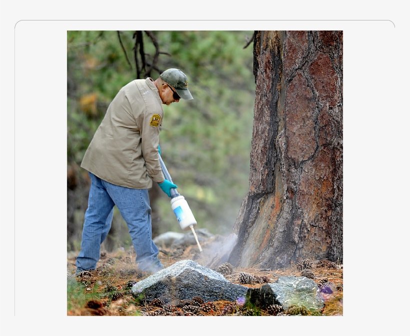 Plague Countermeasures At Table Mountain Campgrounds - Woodland, transparent png download