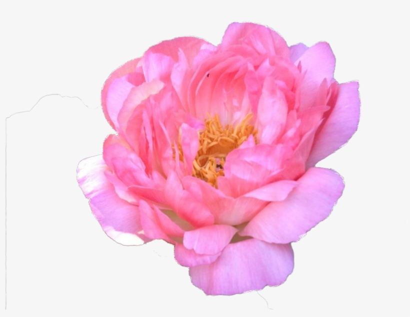 Common Peony, transparent png download