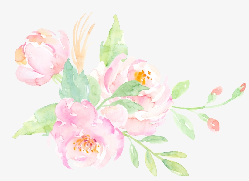 Download Size - Common Peony, transparent png download