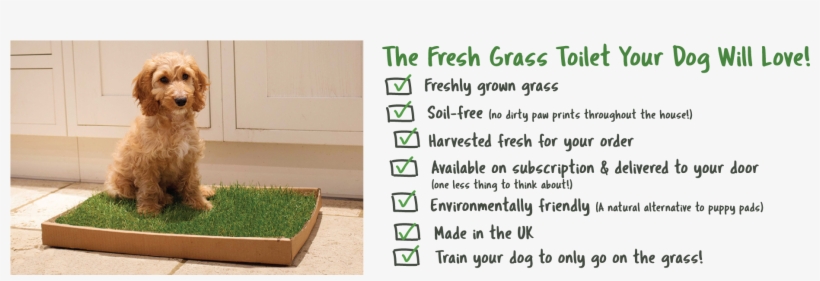 Piddle Patch Is Made From Real, Soil-free Grass - Flowerpot, transparent png download