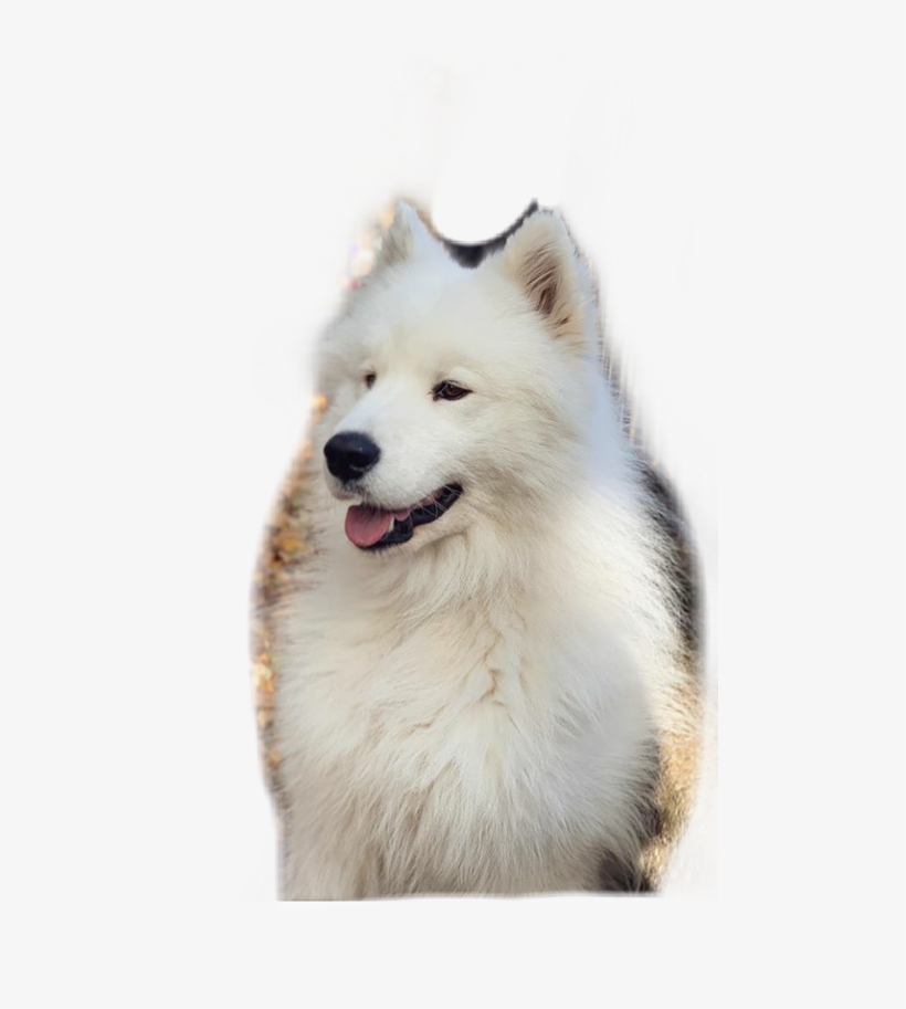 American Eskimo Dog, transparent png download