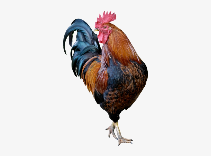Rooster, transparent png download