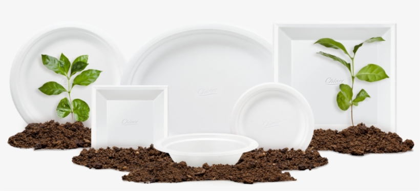 Four Things To Know About The Chinet Brand's Sustainability - Grass, transparent png download