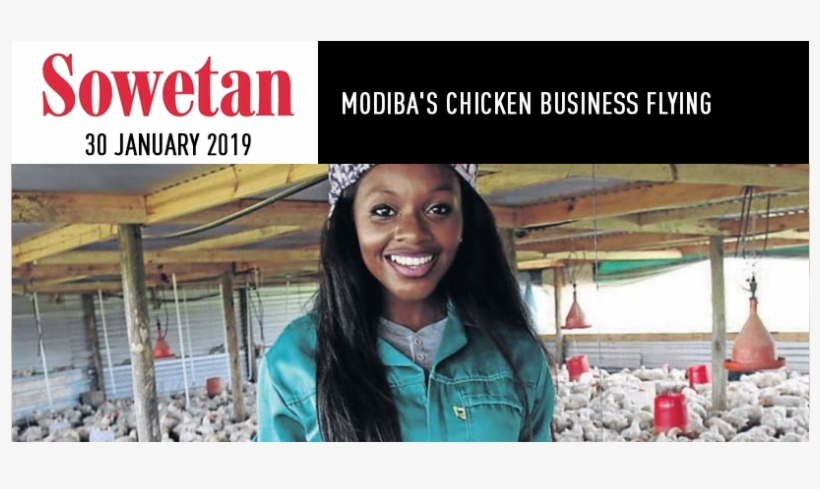 News - Chicken, transparent png download