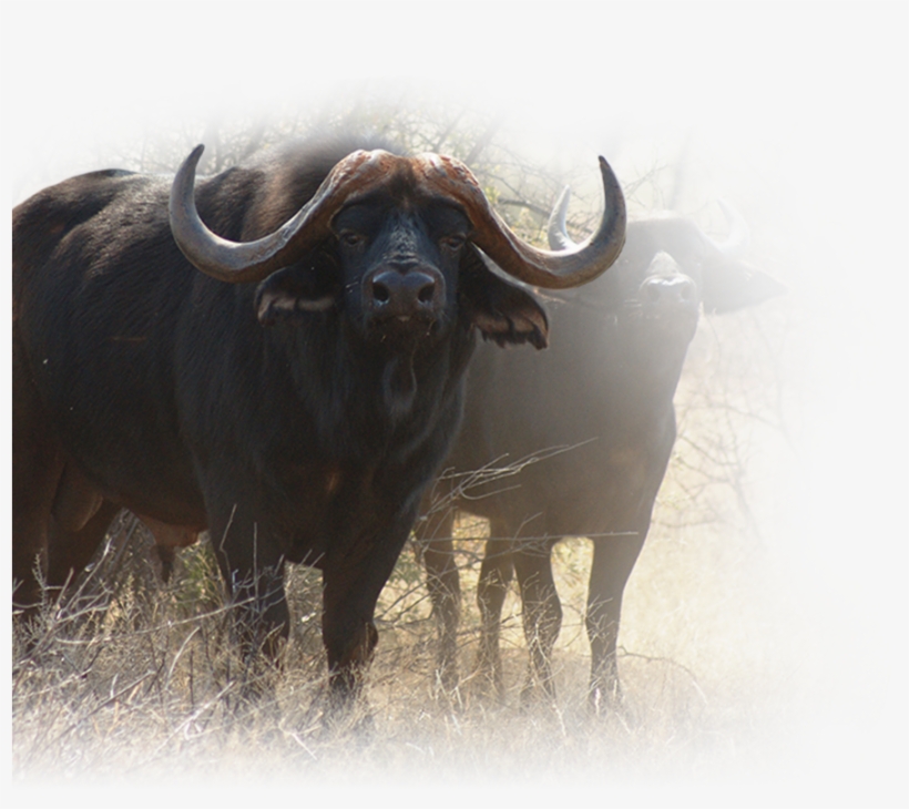 Step 1 Of - Bull, transparent png download