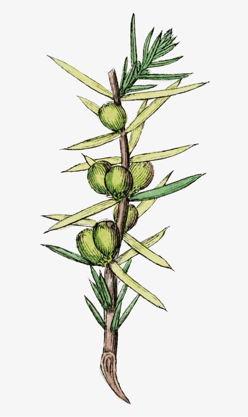 Vertical-plant - Sea Arrowgrass, transparent png download