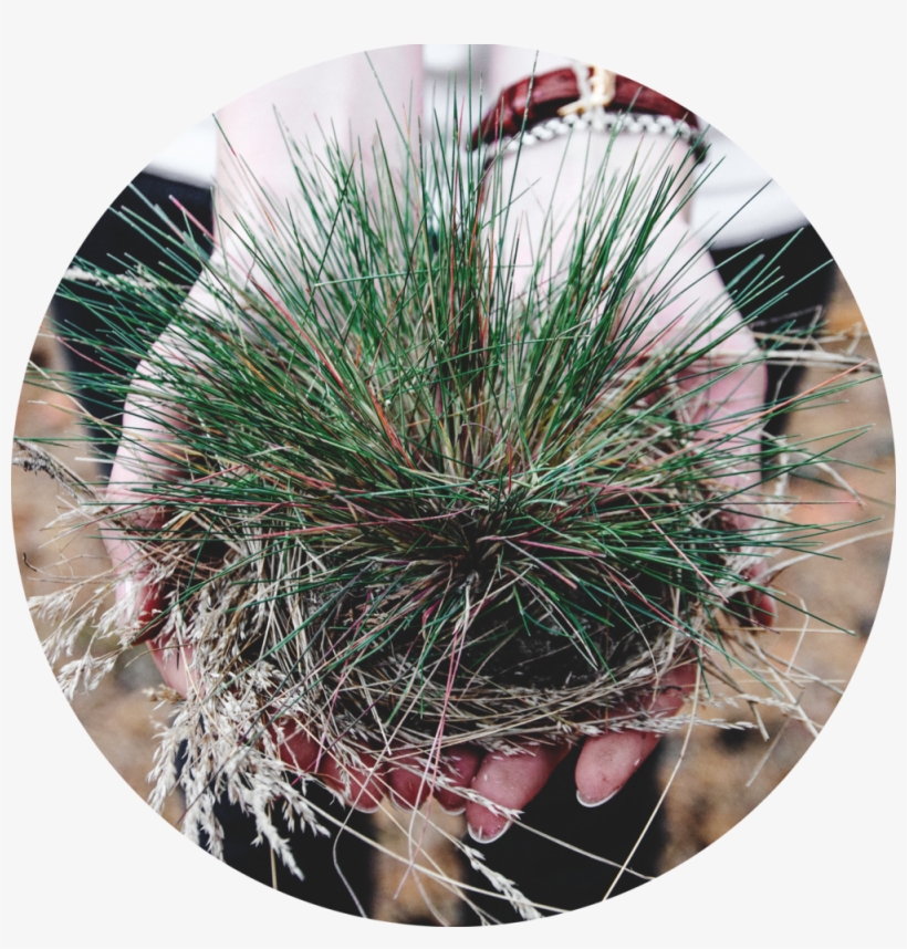 Plant - Weed, transparent png download