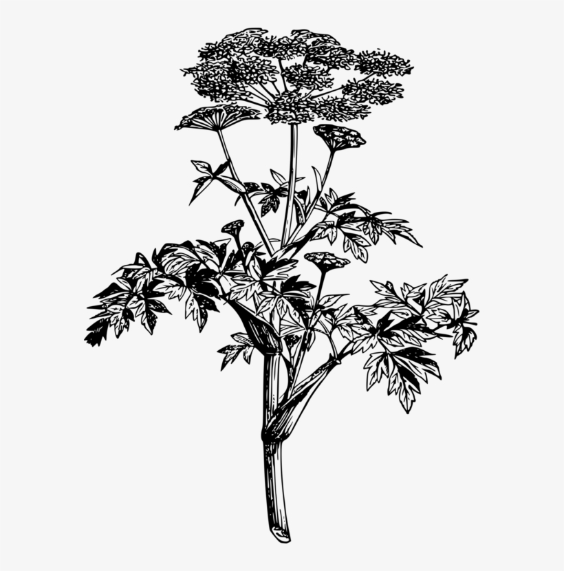 Norwegian Angelica Wild Angelica Botany Drawing Plants - Botanical Plants Png Free, transparent png download