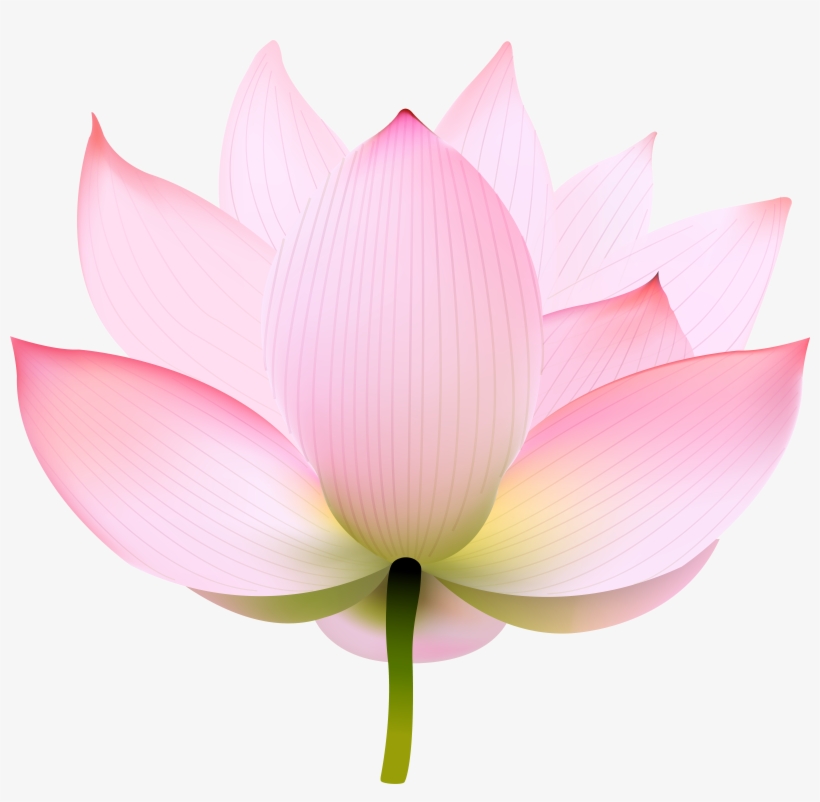 Lotus Transparent Png Image, transparent png download