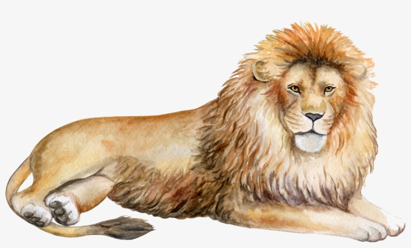 Lion Png - Masai Lion, transparent png download