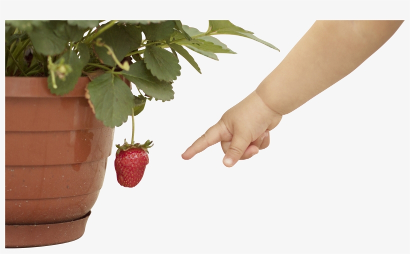 Baby Hand Pointing At Strawberry - Infant, transparent png download