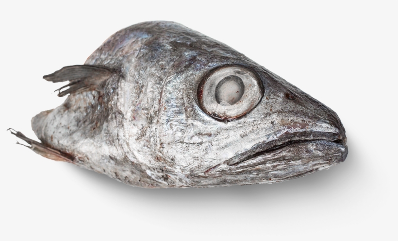 1000 X 667 16 - Deep Sea Fish, transparent png download