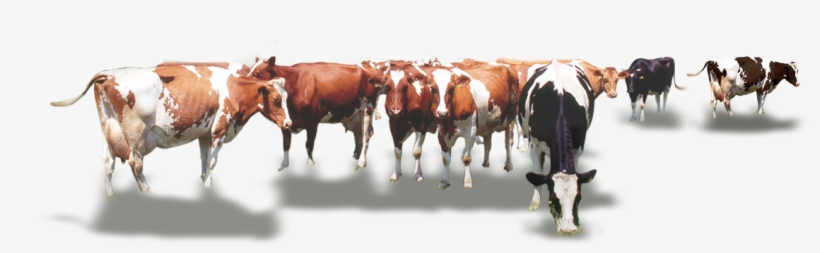 Calf Vector Cow Indian - Стадо Коров Png, transparent png download